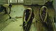 Цикля Veritas Scraper Holder, с держателем, фото 4